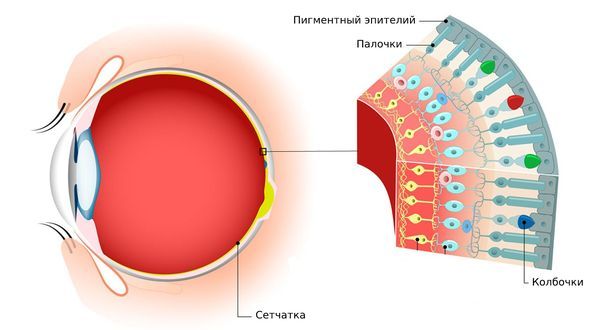 Слои сетчатки