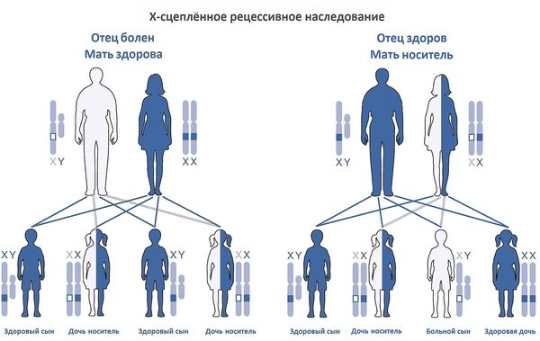 Х-сцеплённый тип наследования