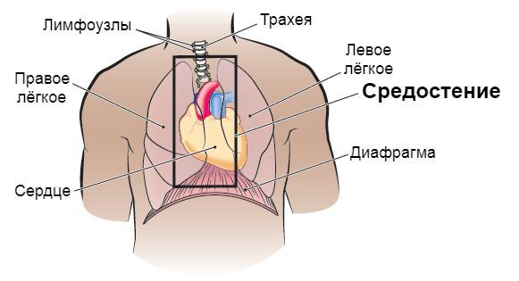 Средостение