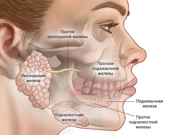 Малые и большие слюнные железы
