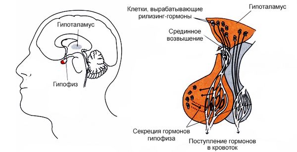 Гипоталамо-гипофизарная система