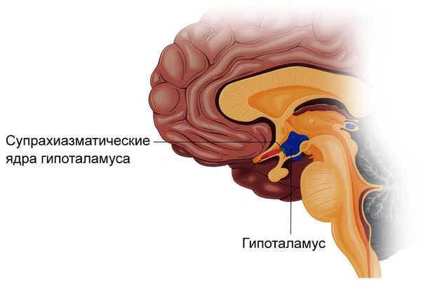 Супрахиазматические ядра гипоталамуса