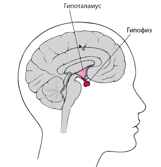 Гипофиз и гипоталамус