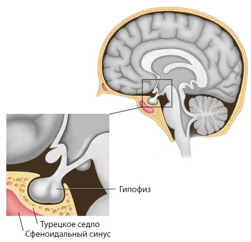 Расположение гипофиза