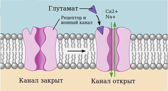 Работа NMDA-рецептора