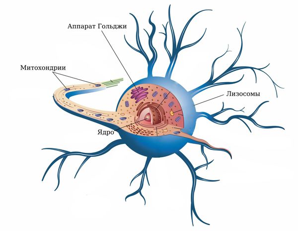 Строение нервной клетки