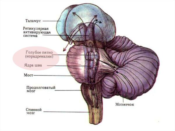 Ствол головного мозга. Расположение голубого пятна и ядер шва.