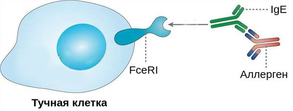 Сцепление IgE с тучной клеткой и аллергеном 