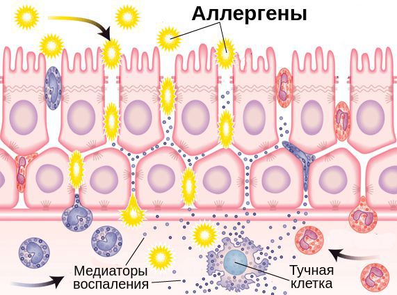 Высвобождение медиаторов воспаления