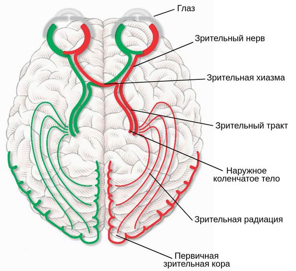 Путь зрительного анализатора