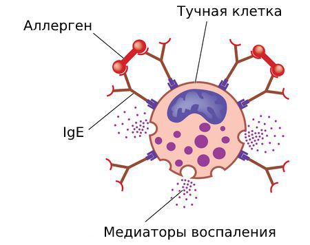 Выброс медиаторов воспаления