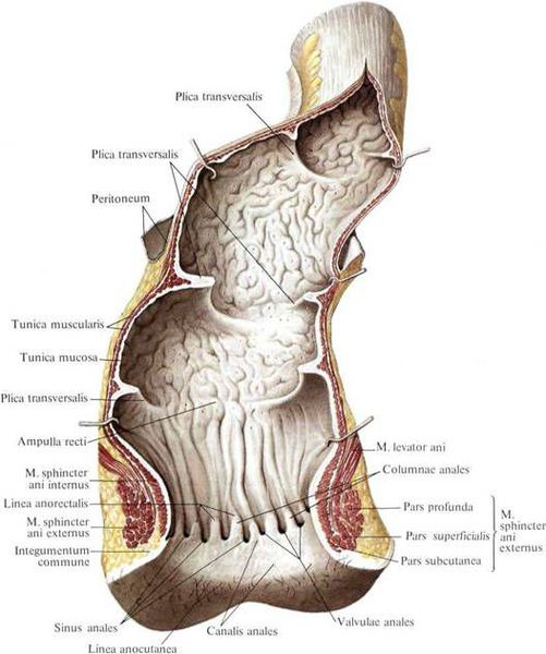 Анатомия анального канала