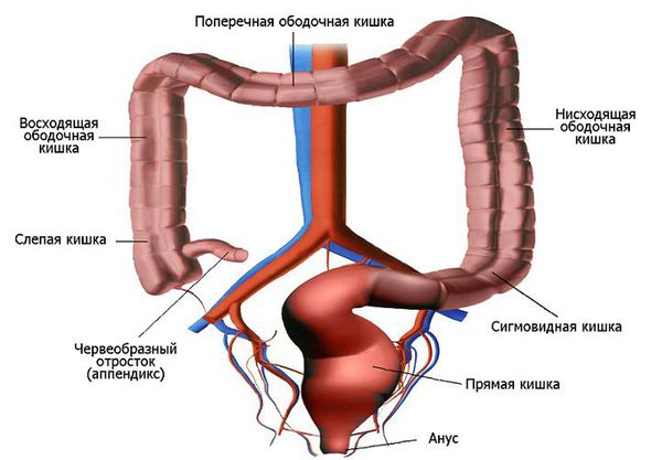 Строение толстого кишечника