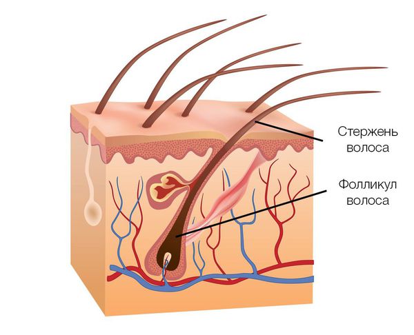 Строение волоса
