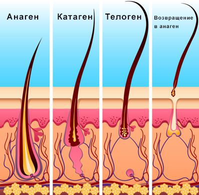 Цикл роста волос
