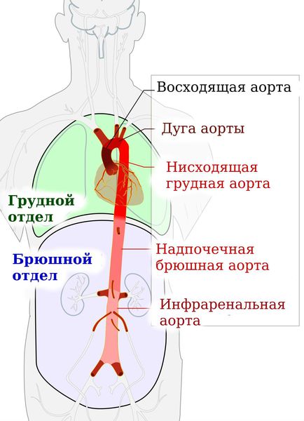 Грудная и брюшная аорта