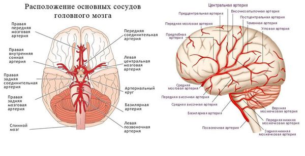 Расположение основных сосудов головного мозга