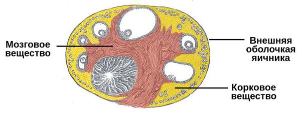 Мозговые и корковые слои яичника