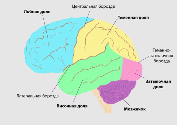 Строение мозга