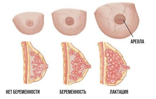 Изменение молочных желёз при беременности и во время лактации