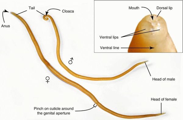 Человеческая аскарида (Ascaris lumbricoides)