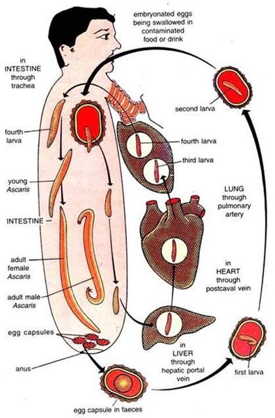 Путь паразита по организму человека