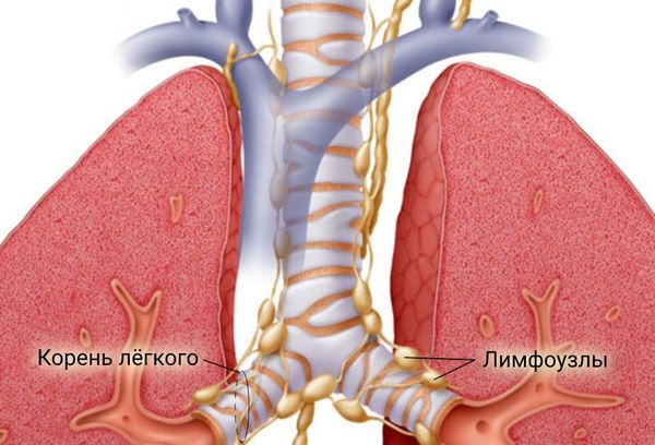 Лимфоузлы, расположенные рядом с лёгочным корнем