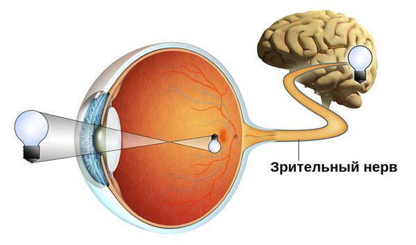 Зрительный нерв