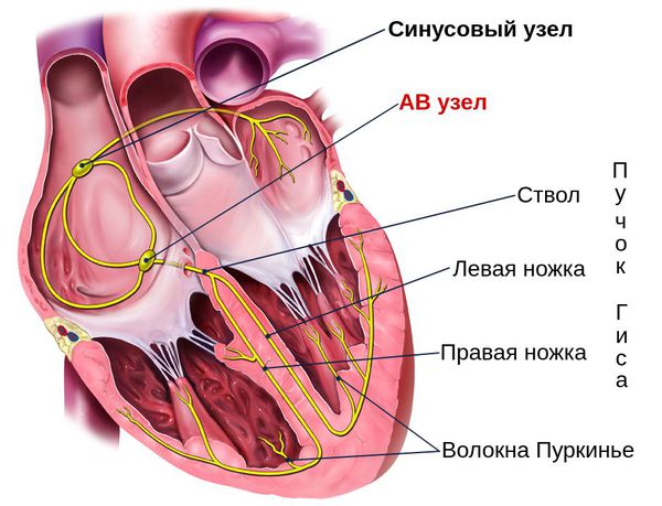 Проводящая система сердца