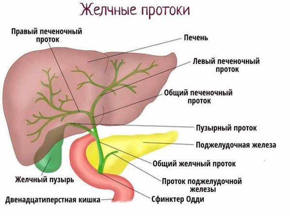 Билиарная (желчевыделительная) система