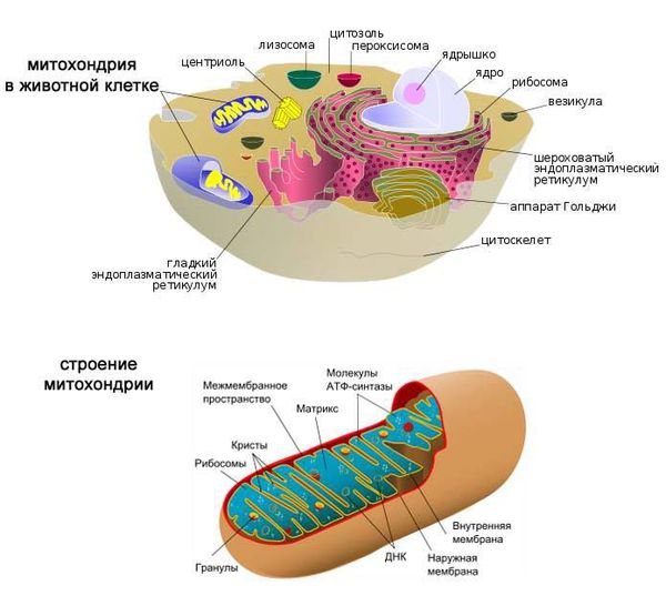 Митохондрии в клетке. Строение митохондрии.