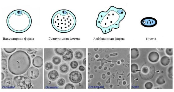 Формы жизни Blastocystis