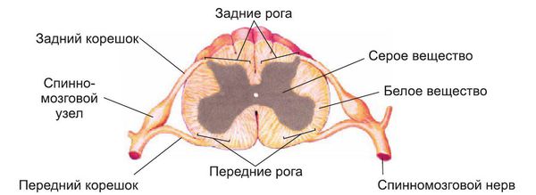 Поперечный срез спинного мозга