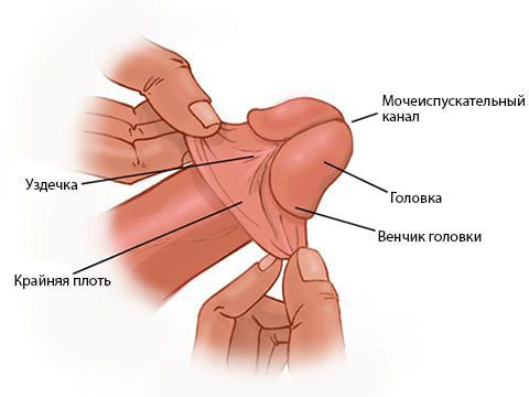 Строение полового члена