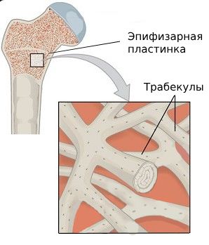 Эпифизарная пластинка и трабекулы' data-blur='False