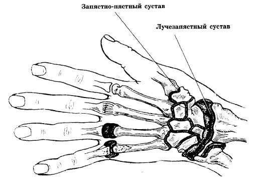 Лучезапястный и запястно-пястный сустав