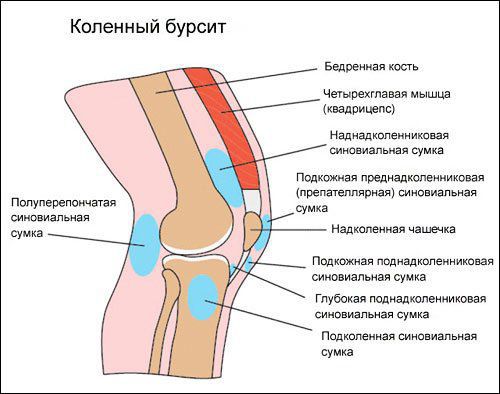 Бурсы колена