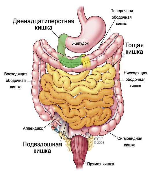 Отделы тонкого кишечника