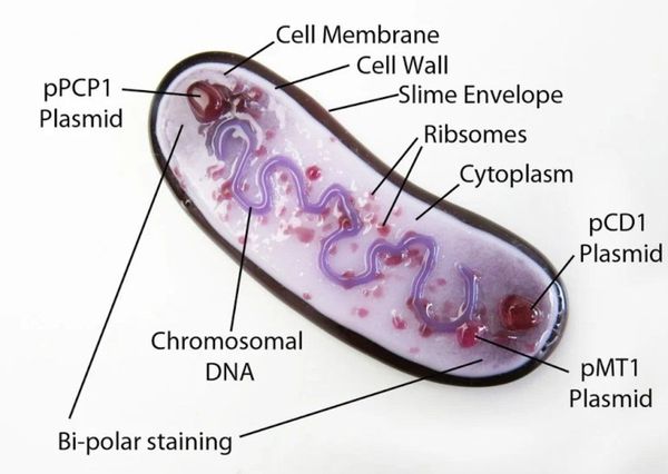 Чумная палочка (Yersinia pestis)