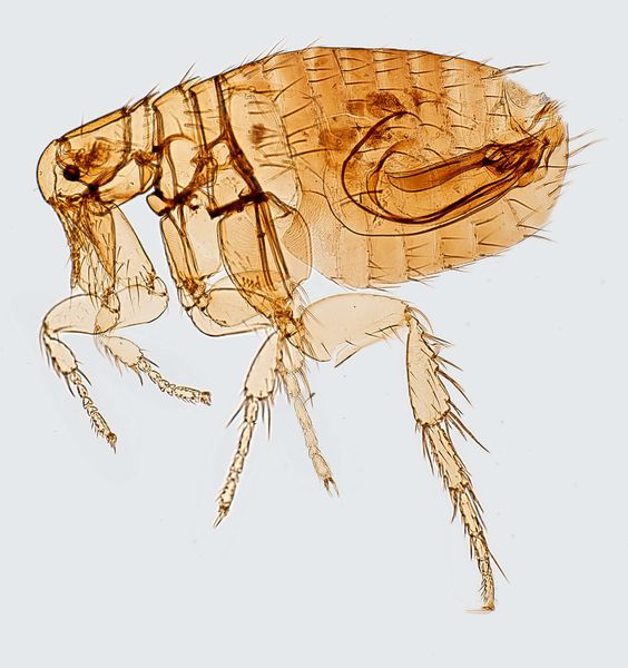 Крысиная блоха (Xenopsylla cheopis) 