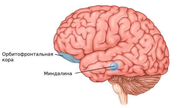 Миндалина и орбитофронтальная кора' data-blur='False