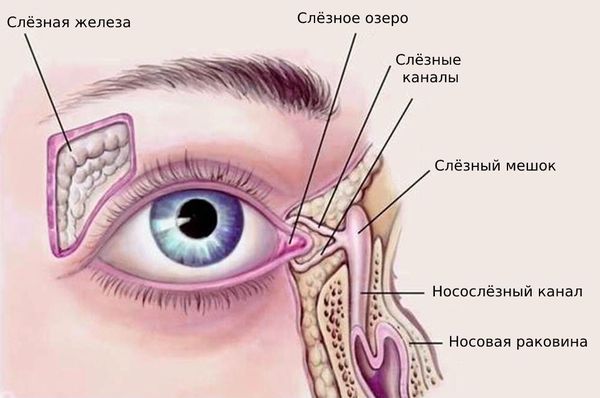 Строение слёзного аппарата