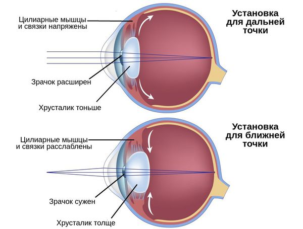 Аккомодация