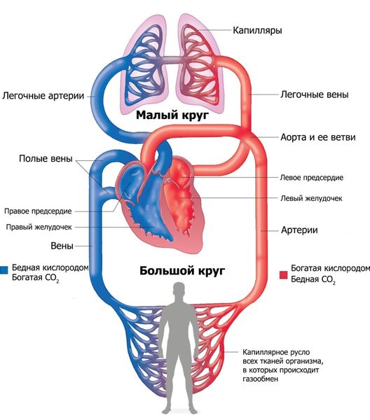 Большой и малый круг кровообращения