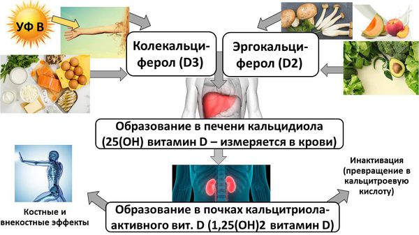 Различные формы витамина D и его источники