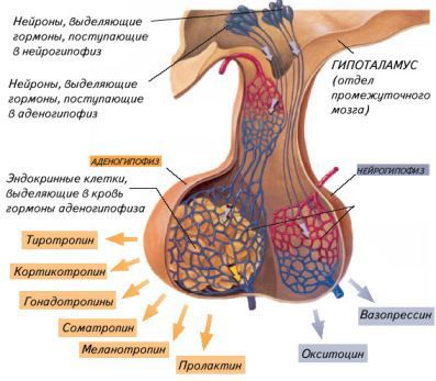 Нейрогипофиз