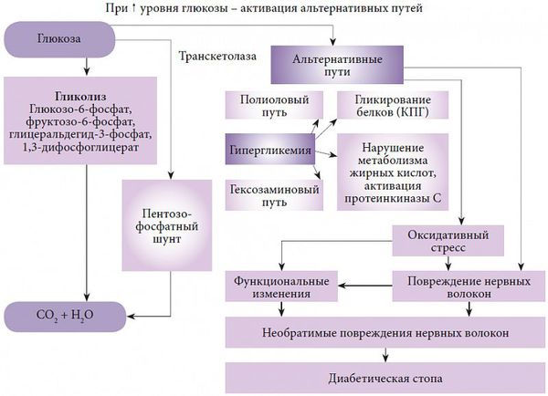 Альтернативные пути метаболизма глюкозы