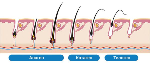 Жизненный цикл волоса