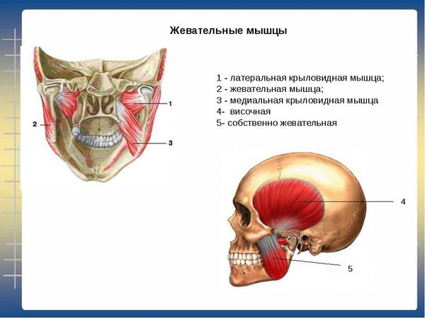 Жевательные мышцы
