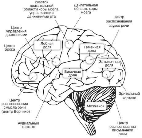 Зоны мозга